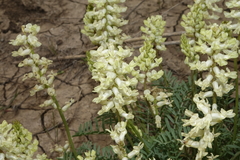 Astragalus flavus