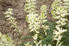 Astragalus flavus