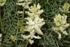 Astragalus flavus