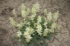 Astragalus flavus