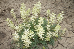 Astragalus flavus