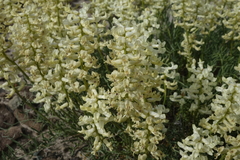 Astragalus flavus