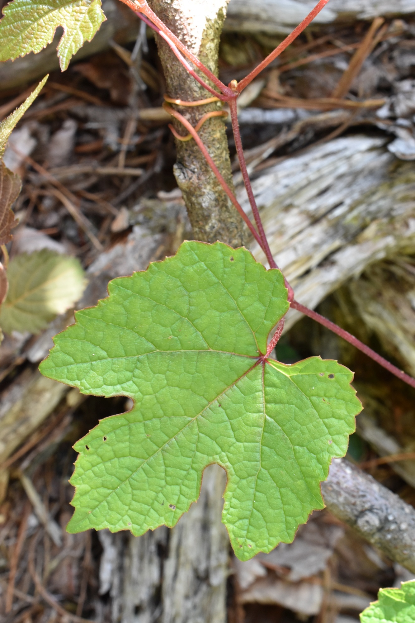 Vitis amurensis