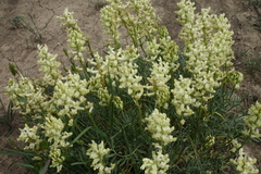 Astragalus flavus