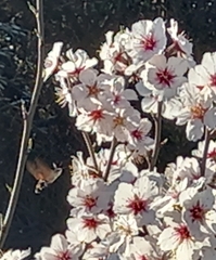 Macroglossum stellatarum
