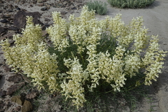Astragalus flavus