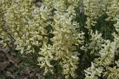 Astragalus flavus