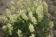 Astragalus flavus