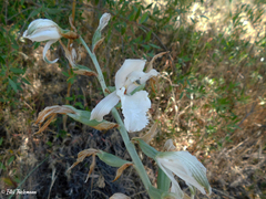 Chloraea crispa