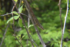 Anolis bonairensis
