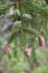 Picea jezoensis