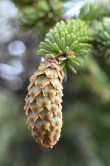 Picea jezoensis