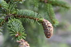 Picea jezoensis