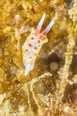 Diaphorodoris papillata