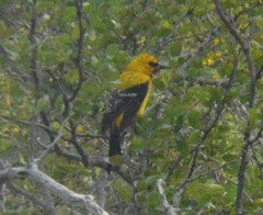 Icterus nigrogularis