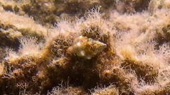 Fasciolariidae
