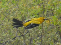 Icterus nigrogularis