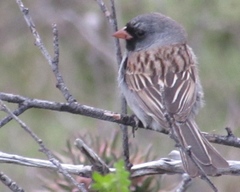 Spizella atrogularis