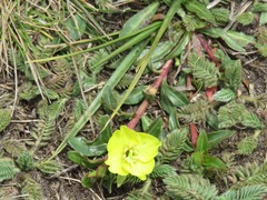 Oenothera multicaulis