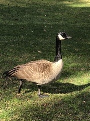 Branta canadensis