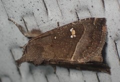 Papaipema nebris