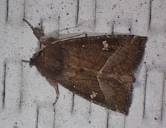 Papaipema nebris
