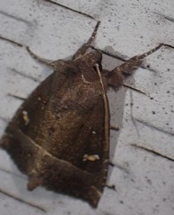 Papaipema nebris