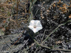 Convolvulus hermanniae