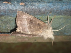 Papaipema nebris