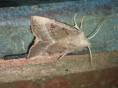 Papaipema nebris
