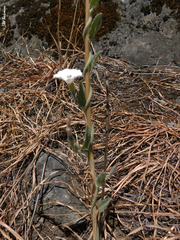 Convolvulus hermanniae