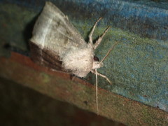 Papaipema nebris