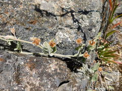 Convolvulus hermanniae