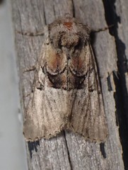 Meropleon diversicolor