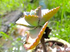 Kalanchoe laetivirens