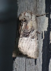 Meropleon diversicolor