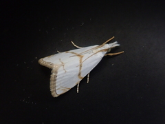 Pseudargyria interruptella