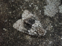 Cranionycta jankowskii