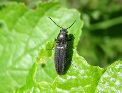 Hemicrepidius hirtus