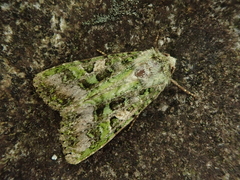 Euplexidia angusta