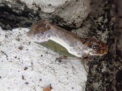 Stenoloba jankowskii