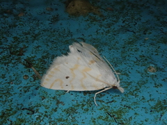 Patissa fulvosparsa