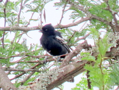 Melaniparus niger niger