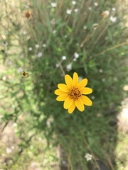 Wedelia acapulcensis