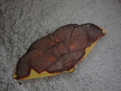 Nothomiza oxygoniodes