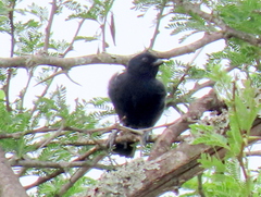 Melaniparus niger niger