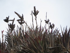 Tillandsia stenoura