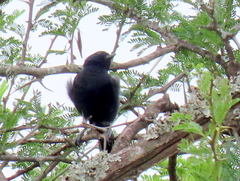 Melaniparus niger niger