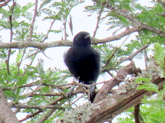 Melaniparus niger niger