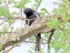 Melaniparus niger niger
